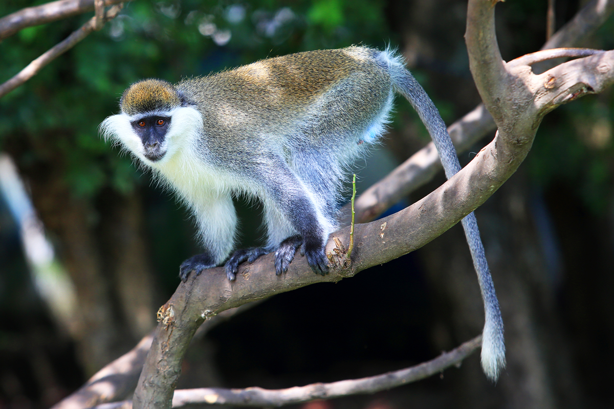 Vervet Monkey